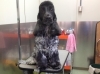 「ふなばしトリミング  ペツトホテルなら当ケネルへ 大型犬歓迎です 炭酸泉も無料でお選びいただけます。」