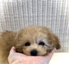 月ちゃん「ご家族決まりました　♪( ´θ｀)」