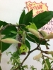 「飛鳥美容室です(*^o^*)  これは なんの花でしょう？」