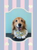 「Dog salon mofu mofu　余市町」