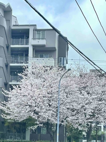 けやき台の桜です「春満開！【白井市訪問介護・相談支援】【桜】【花粉症】」