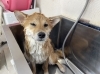 「本日のお客さま♥️柴犬【大分市中戸次／ドッグサロン／トリミング】」