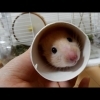 トイレットペーパーを置くと...。おもしろ可愛いハムスターcute funny hamster　＃38