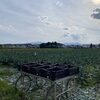 「北上市相去町「うるおい春夏秋冬」さんの「ブロッコリー」入荷中です♪」