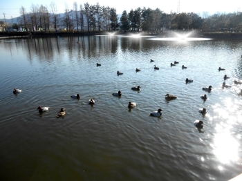 自然豊かな弁天池公園です。