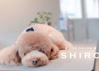DOG SALON SHIRO（ドッグサロンシロ）