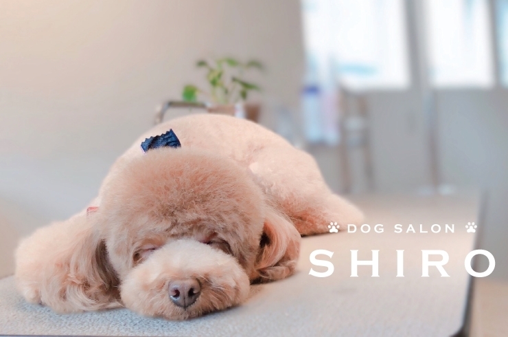 「DOG SALON SHIRO（ドッグサロンシロ）」楽しい場所♪　癒される場所♪　青空公園横のドッグサロン！
