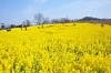 早春の花々たちに 国営讃岐まんのう公園 早春フェスタ19 香川のイベントまとめ まいぷれ 高松市