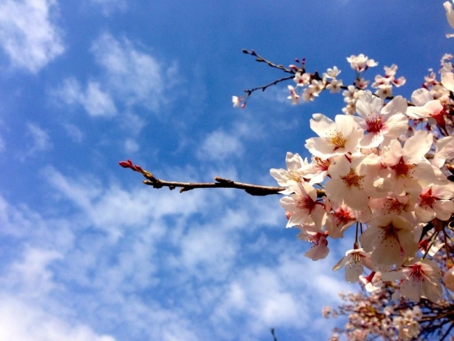 「なごり桜」