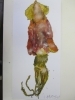 「するめの水彩画（児童科生徒作品）」