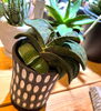 ガステリアなんてどうですか？「802PLANTS SHOP 植物紹介！アガベ  オブツーサ 多肉 グラキリス 塊根 フランコイシー オプンチアアズレイ ユーフォルビア サボテン スキリアナ 」