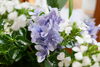 紫色の花のアップ「地域の方がお花を持ってきてくださいました。」