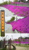 「寝屋川市内　『みはらし公園』　芝桜が綺麗ですよ！！　　（寝屋川市内にもこんなところが・・・ちょっとお散歩）」