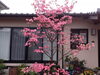 「ハナミズキの花が満開になりました。」