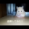 ハムスターを盗撮するととんでもない事態に遭遇した。おもしろ可愛いハムスター☆cute funny 　＃36