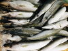 「魚魚市場鮮魚コーナーおすすめは「ハガツオ・ボイルシャコ」です♪」