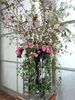 「思いっきり桜!!」