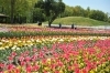 花だよりに誘われて 国営讃岐まんのう公園 春らんまんフェスタ19 香川のイベントまとめ まいぷれ 高松市