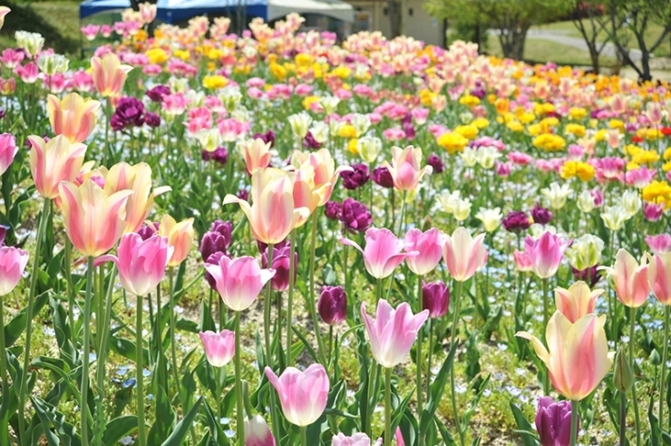 花だよりに誘われて 国営讃岐まんのう公園 春らんまんフェスタ19 香川のイベントまとめ まいぷれ 高松市