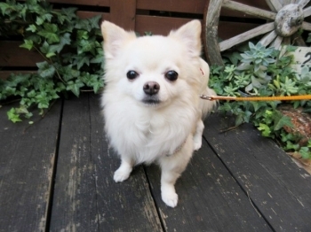 カフェアンバル看板犬「はる」ちゃん。（チワワ）