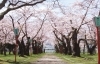 21年 七飯 森の桜スポット 函館市 北斗市 七飯町 道南の桜スポット紹介 まいぷれ 函館
