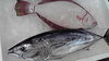 「石巻の天然ひらめ」