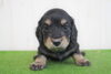 「ミニチュアダックス子犬情報」