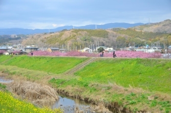 土手から見えるので散策されてる方が大勢いました