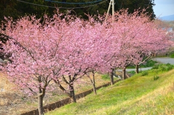 今年は早かったです