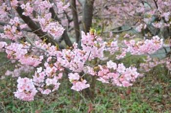 満開です