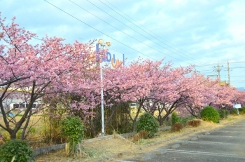 近くで観られる河津桜