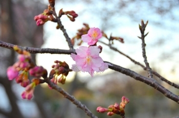 ピンク色が濃い河津桜