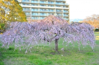 上の枝垂れ桜は満開！