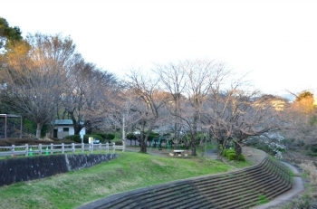 下の公園の桜はこれからです