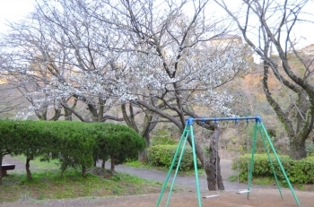 三島桜？だけ満開