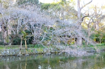 池のところの染井吉野（ソメイヨシノ）が咲き始めました