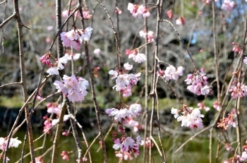 かわいい花です