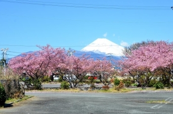 富士山が真っ白