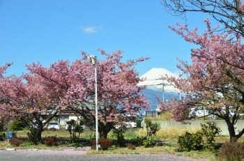 富士山と桜