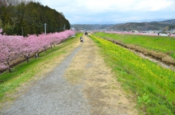 土手を散歩しながら桜を楽しめます
