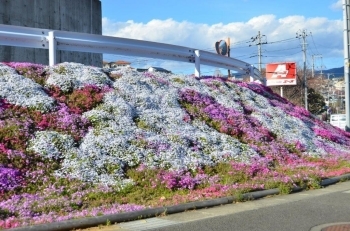 きれいです♪