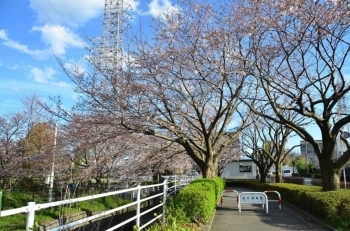 北公園が一番咲いていますが2分咲きくらい