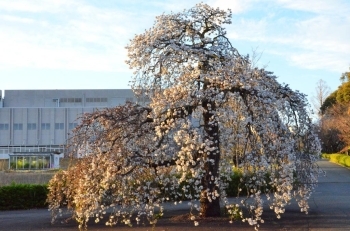 遺伝研入口の桜は満開