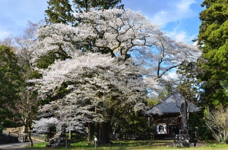 樹齢推定400年の山桜は圧巻！！