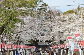 夜桜キレイでしょうね