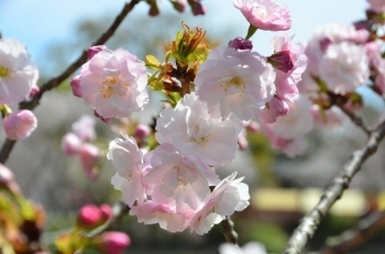 八重桜も満開