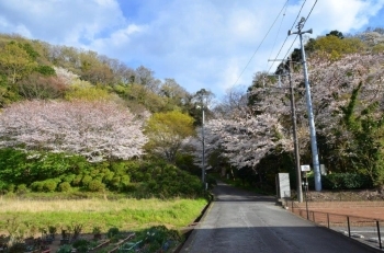 満開です