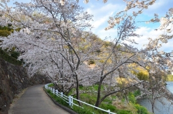 遊歩道も満開