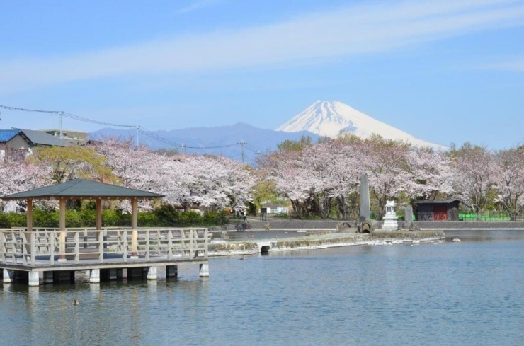 富士山がちょうど良い感じで写ります！