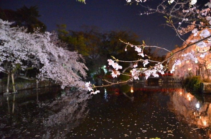 花びらが池に落ち始めています